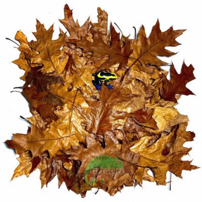 Reptiscape Red Oak Leaves for reptile and dart frog bioactive terrariums