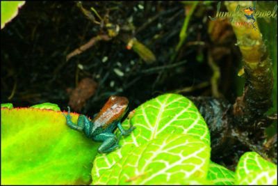 oophaga pumillio esperanza baby 2 water marked 1