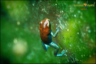 oophaga pumillio esperanza baby water marked 1