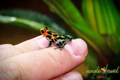 Chazuta on finger 1