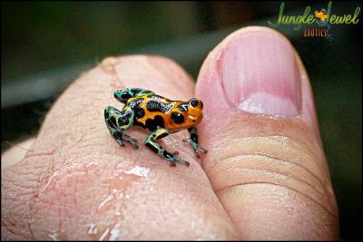 Chazuta on thumb 1