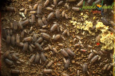 Brown isopods 1