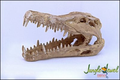 Croc skull marked 1