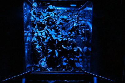 Reprisun LED 9 blue only