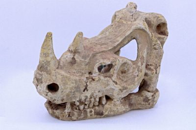 Rhino skull