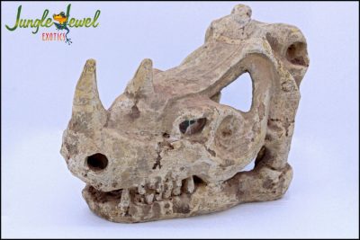 rhino skull marked 1