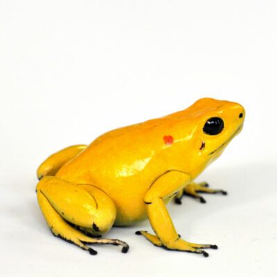 Phyllobates terribilis is a type of Poison Dart Frog