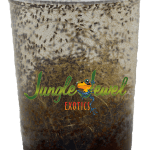 Hydei Fruit Fly Culture from Jungle Jewel Exotics