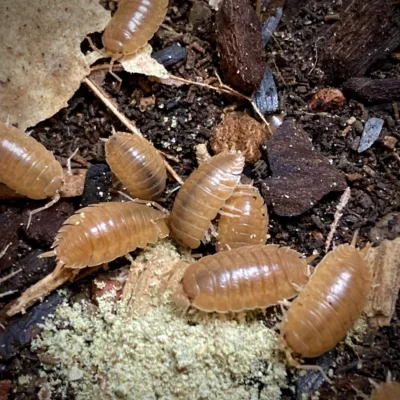 Porcellio Laevis Orange Isopods eating
