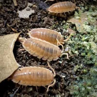 Porcellio Scaber Orange Isopods eating