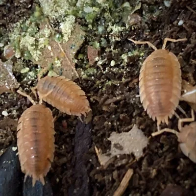 Porcellio Scaber Orange Isopods with babies