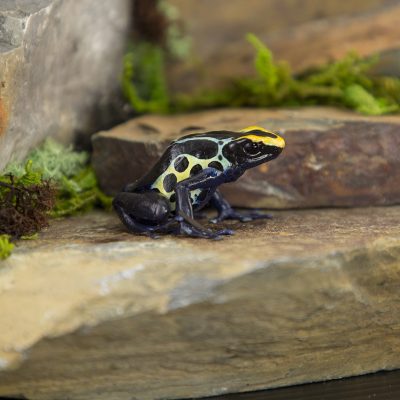 Dendrobates tinctorius Robertus