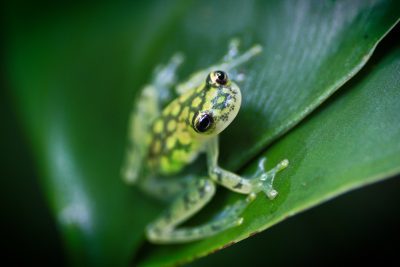 hyalinobatrachium valerioi