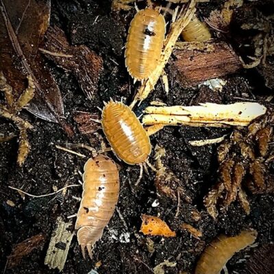 Porcellio Laevis Orange Isopod In Canada