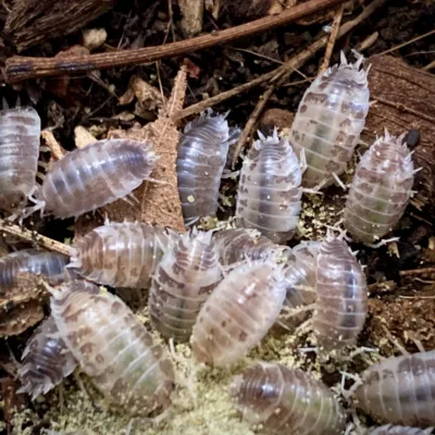 Porcellio laevis Milkback Isopods
