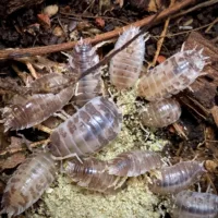Porcellio laevis Milk back Isopods eating