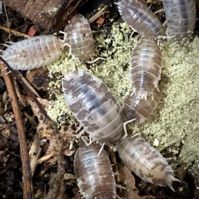 Porcellio laevis Milk back Isopods with babies