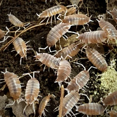 Porcellionides Pruinosus Creamsicle Isopods