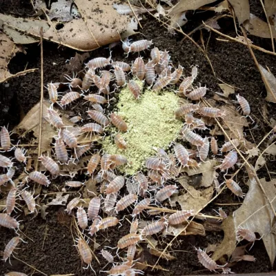 Porcellionides Pruinosus Creamsicle Isopods eating (1024x1024)