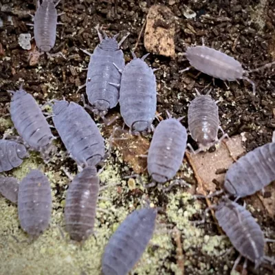 Porcellionides Pruinosus Powder Blue Isopods
