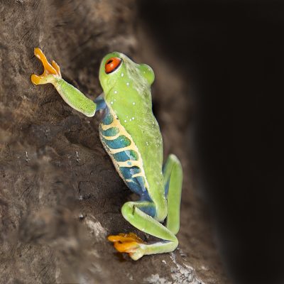 Agalychnis callidryas Red Eye Tree Frog 1