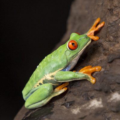 Agalychnis callidryas Red Eye Tree Frog 2