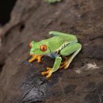 Agalychnis callidryas 'Red Eye Tree Frog' (3)