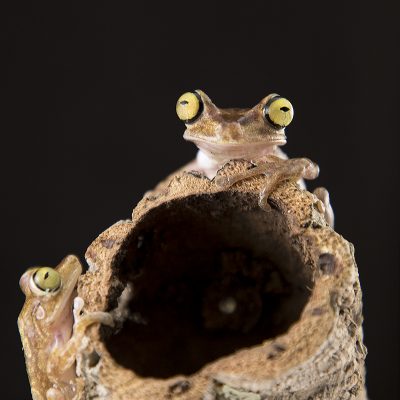 Boana picturata