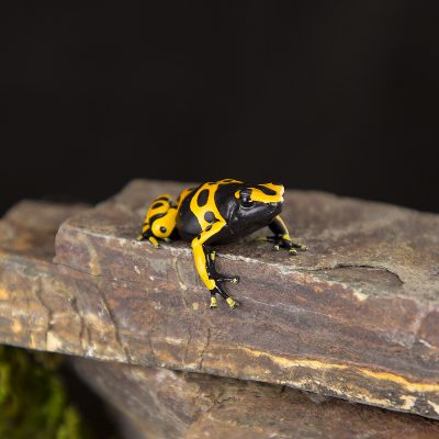 Dendrobates Leucomelas Standard 4