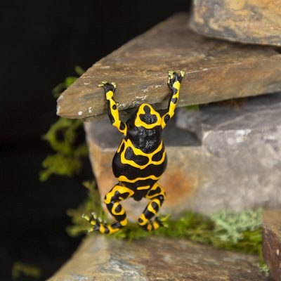 Dendrobates Leucomelas Standard