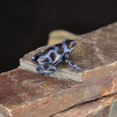 Dendrobates auratus 'Blue and Black'