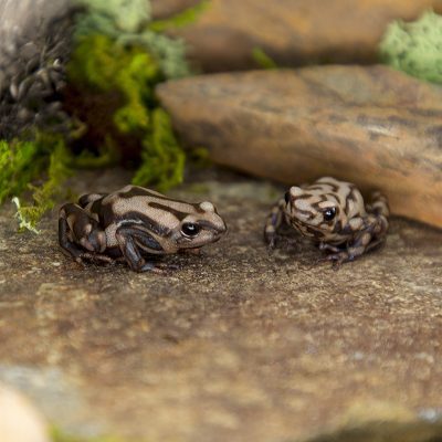 Dendrobates auratus Campana