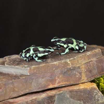 Dendrobates auratus Costa Rician Green Black