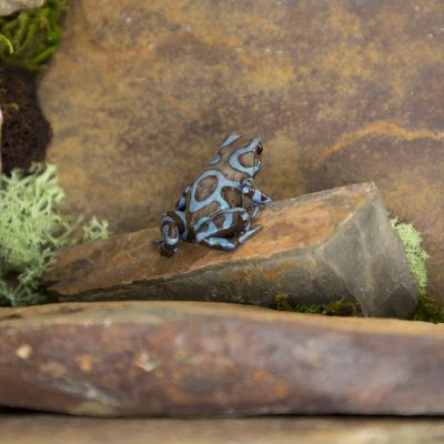 Dendrobates auratus Super Blue 2