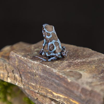 Dendrobates auratus Super Blue 3