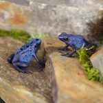 Dendrobates tinctorius Azureus