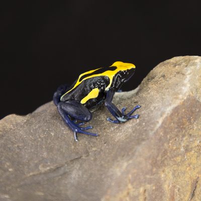 Dendrobates tinctorius Cobalt 2