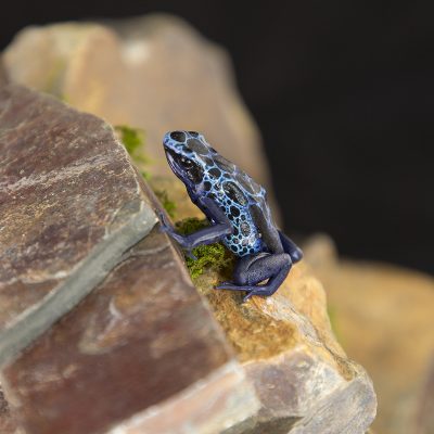 Dendrobates tinctorius New River 3
