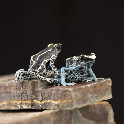 Dendrobates tinctorius Powder Blue 2