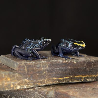 Dendrobates tinctorius Robertus 3