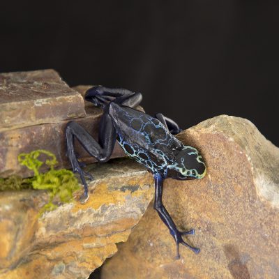 Dendrobates tinctorius Robertus 4
