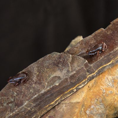 Epipedobates anthonyi ‘Ankas’ 2
