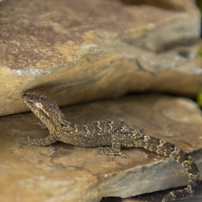 Lepidodactylus lugubris 'Mourning Gecko' - Jungle Jewel Exotics