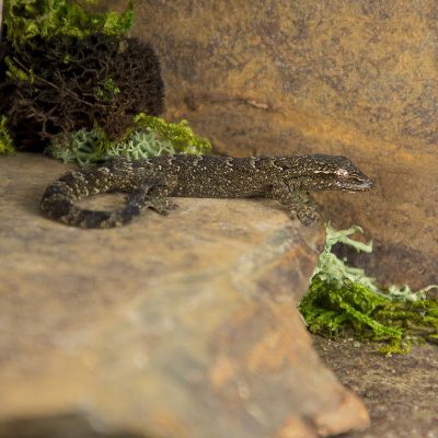 Lepidodactylus lugubris Mourning Gecko 2