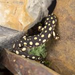 Neurergus crocatus Yellow Spotted Turkish Newts