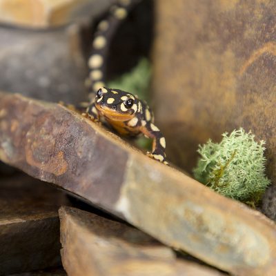 Neurergus Crocatus Turkish Yellow Spotted Newt 2