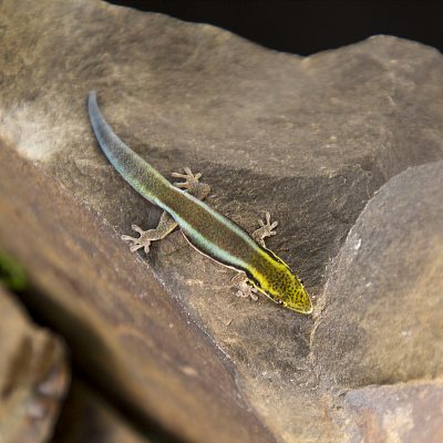 Phelsuma klemmeri Yellow Headed Cave Gecko 2