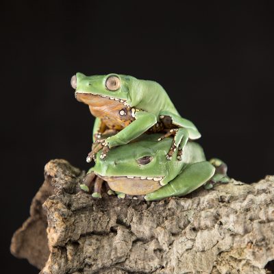 Phyllomedusa bicolor Waxy Monkey Tree Frog 2