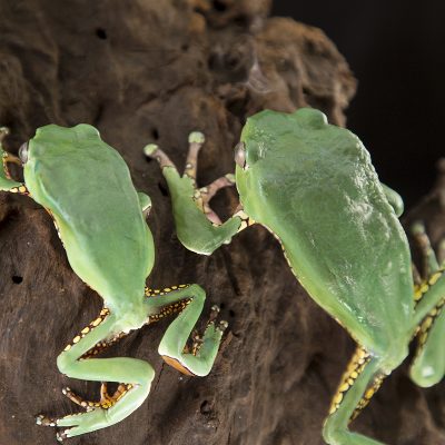 Phyllomedusa bicolor Waxy Monkey Tree Frog