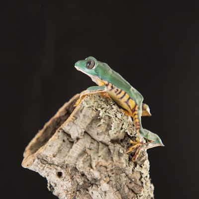Phyllomedusa tomopterna Super Tiger Leg Monkey Frog 1